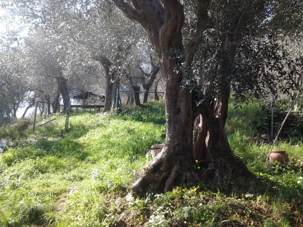 Peccioli
