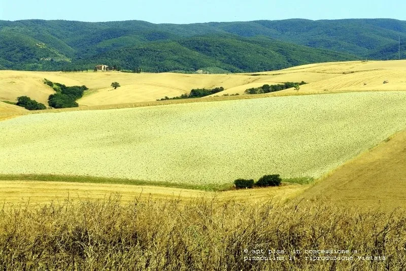 Vicopisano